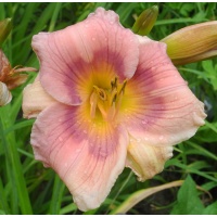 daylilies: 47-07