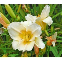 daylilies: 56-07