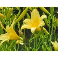 daylilies: 67-07