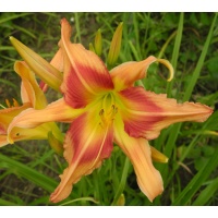 daylilies: PARADE OF PEACOCKS