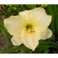 daylilies: WEDDING BAND