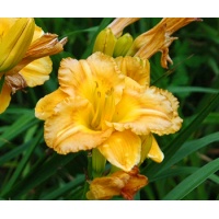 daylilies: OLALLIE ORANGEADE