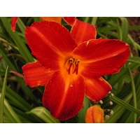 daylilies: EARLY REVIVAL (VT)