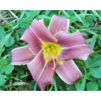 daylilies: 2-11