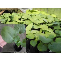 daylilies: Hosta Blue Seedlings