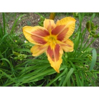 daylilies: 35-11