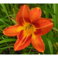 daylilies: Misc Red Tet