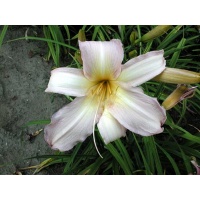 daylilies: DOUBLE EYEFUL