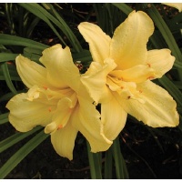 daylilies: DOUBLE JACKPOT