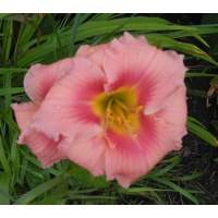daylilies: OLALLIE ALLURA (29-09)