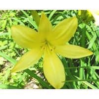 daylilies: 4-34-2014
