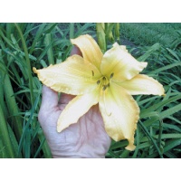 daylilies: DOWN SOUTH