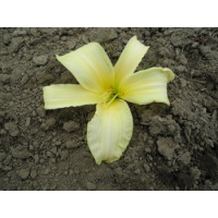daylilies: 26-34-2014