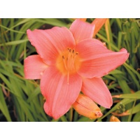 daylilies: ELEANOR (VT)