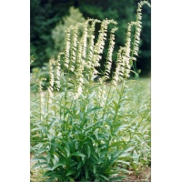 daylilies: Seedling Digitalis lutea