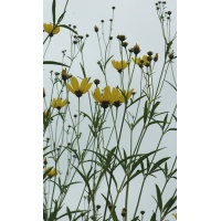 daylilies: Seedling Coreopsis tripteris