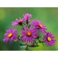 daylilies: Field NE Aster