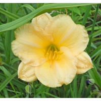 daylilies: 1-7-10-2015