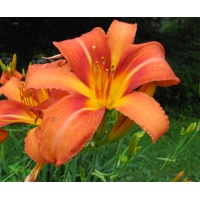 daylilies: 34-13