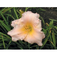 daylilies: ALLENHURST BLUSH