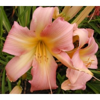 daylilies: ENJOY