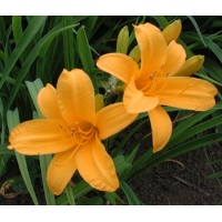 daylilies: ESPERANZA