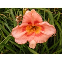 daylilies: ALVIN LEBEGUE MEMORIAL