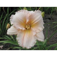 daylilies: FAIRY TALE PINK