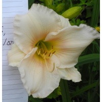 daylilies: 25-34-2014 (VT)