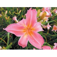 daylilies: FASHIONABLY LATE (VT)
