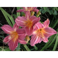 daylilies: FILAREE FOREVER (VT)