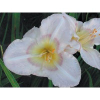 daylilies: FRANDEAN 