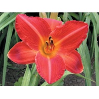 daylilies: FRED'S EARLY RED (VT)