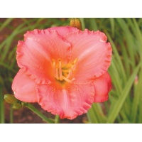 daylilies: FRESH AIR