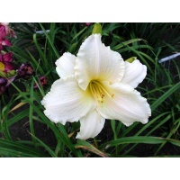 daylilies: FROST GIANT