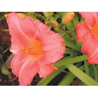 daylilies: FUCHSIA MAUVE (VT)