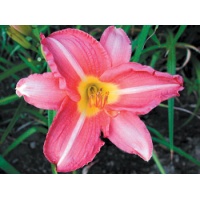 daylilies: FUCHSIA ROSE (VT)