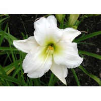 daylilies: GENTLE SHEPHERD