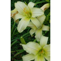 daylilies: GIANT NEAR WHITE