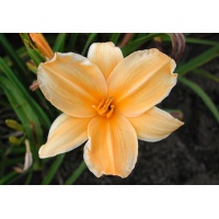 daylilies: GOLD 'N GOLD (VT)