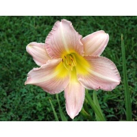 daylilies: ANNUAL APPEAL (VT)
