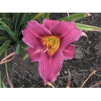 daylilies: GRAPE MAGIC