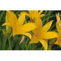 daylilies: H. midd 'Japan Hybrid' green br