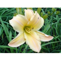 daylilies: HEAVENLY HARP