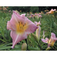 daylilies: ANWYN (VT)