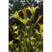 daylilies: H. altissima