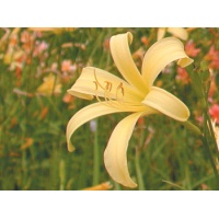 daylilies: H. citrina var. vespertina
