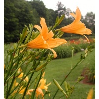 daylilies: H. hakunensis