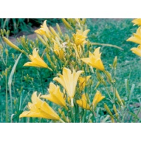 daylilies: H. multiflora type