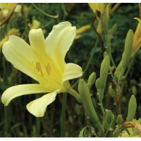 daylilies: H. citrina thunbergii
